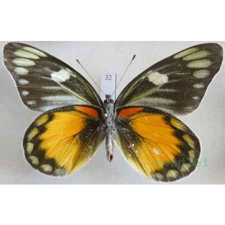Delias zebuda Hewitson, 1862 male reverse Indonesia, Sulawesi32